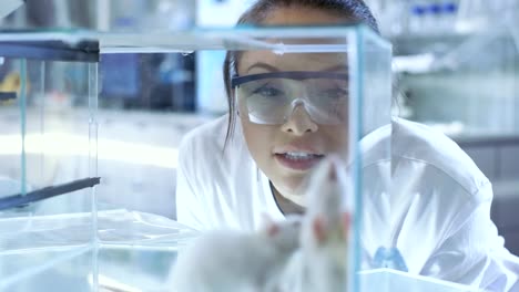 Los-científicos-de-investigación-médica-que-analiza-ratones-de-laboratorio-mantenidos-en-una-jaula-de-cristal.-Ella-trabaja-en-un-laboratorio-de-luz.