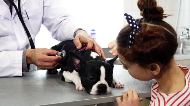 Lindo-cachorro-de-Boston-Terrier-tumbado-sobre-la-mesa-al-veterinario-examinarlo