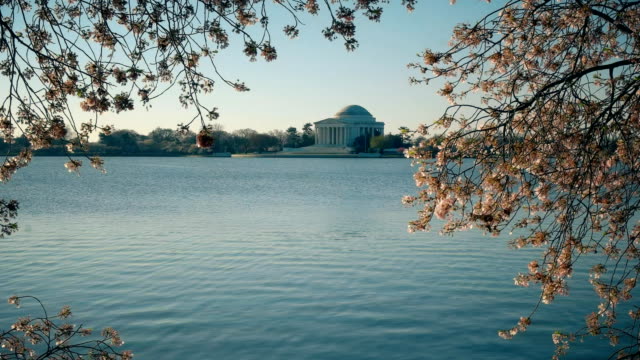 Jefferson-Memorial-mit-den-Gezeitenbecken-Becken-und-Kirschbaum-Blüten