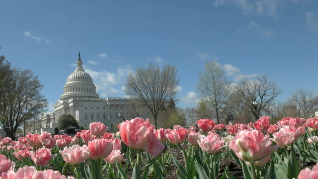 us-capitol-building-with-pink-tulips-washington-dc