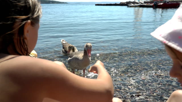 Dos-niñas-son-alimentación-de-gansos-grises-salvajes-en-la-playa
