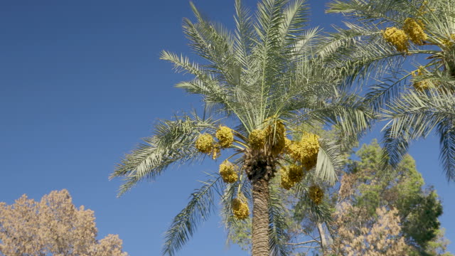 Date-Palm-Tree---Date-Fruit