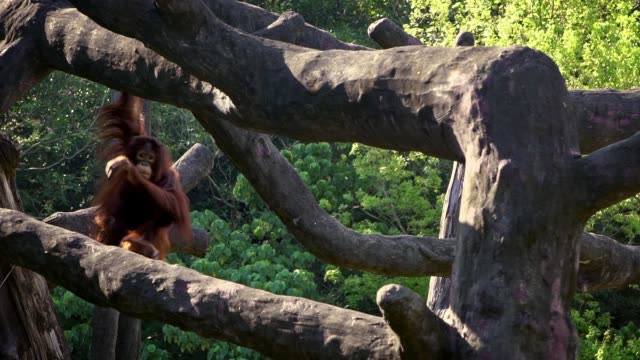 Movimiento-lento-de-orangután-adulto-subido-en-la-parte-superior-del-árbol-en-el-bosque