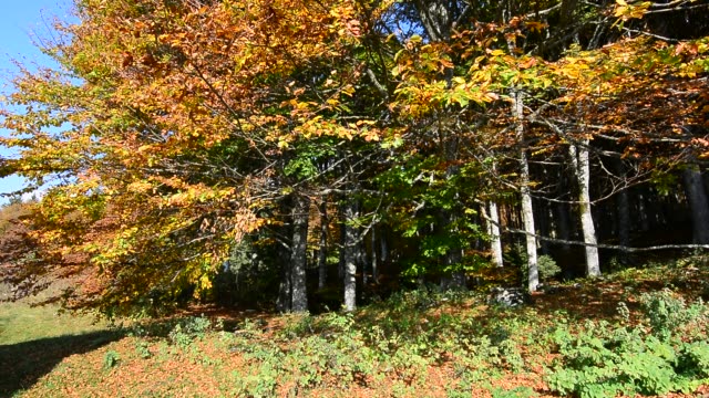 el-viento-en-los-bosques-de-otoño