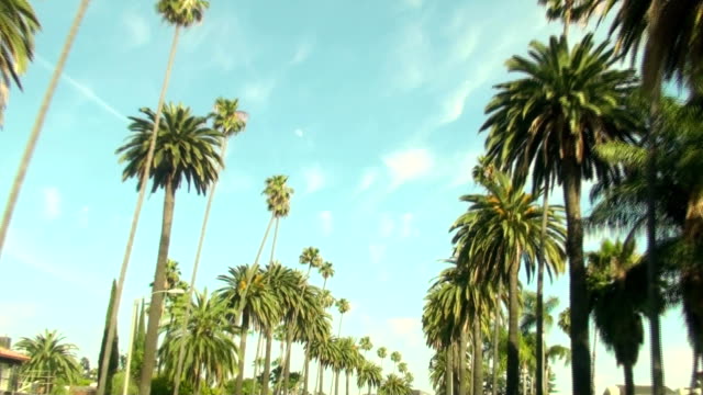 Kalifornischen-Palmen-HD