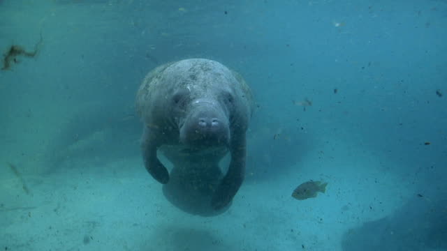 West-Indian-Manatee-Surface-Breath