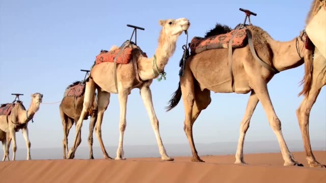 La-caravana-de-camellos-caminando-por-la-Duna-de-arena-uno-después-del-otro