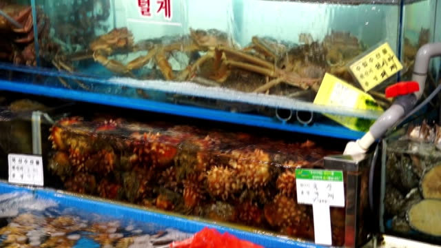 Aquatic-animal-in-showcase-for-sale-at-Noryangjin-Fish-Market