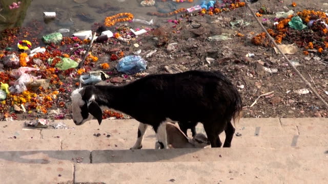 Nanny-goat-feeding-her-calves-by-Ganges-river-in-Varanasi,-India