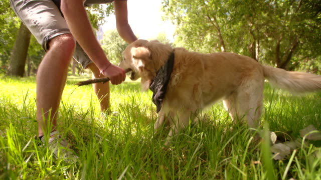 Mann-spielen-mit-Labrador-Hund-und-bleib-im-Park