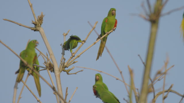 Group-of-parrots-standing-on-the-tip-of-the-branches-of-an-old-tree-no-leaves-in-winter,-preparing-to-fly,-with-a-blue-sky-background