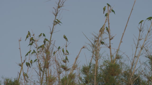 Eine-Gruppe-von-Papageien-fliegen,-erreichen-die-Spitze-der-Zweige-eines-alten-Baum-ohne-Blätter-im-winter