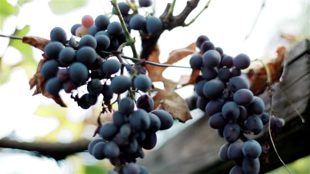 Die-Trauben-von-reife-und-trocknen-schwarzem-Bio-Wein-Trauben-am-Weinstock-Zweige-Herbst-herbstlichen-Ernte.-Makro-Nahaufnahme