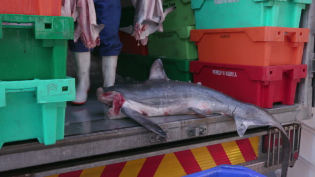 Muerto-bebé-sharks-en-jaulas-para-la-industria-de-aleta-de-tiburón