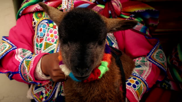 Lamm-im-Besitz-südamerikanische-Frau-In-traditioneller-Kleidung