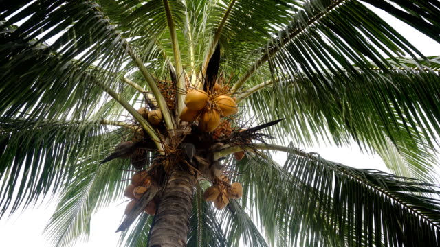 Kokospalme-mit-Kokosnüssen