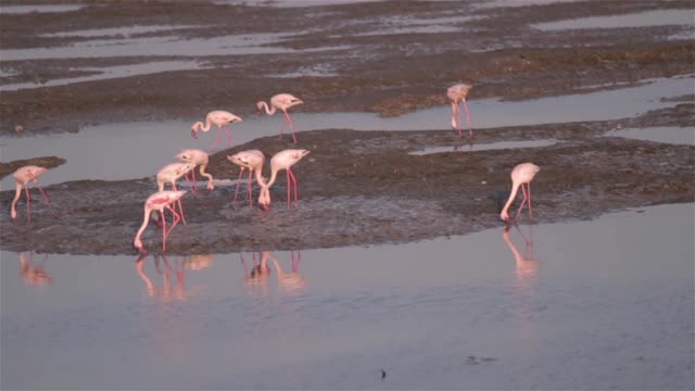 Flamingos-caminando-y-alimentación