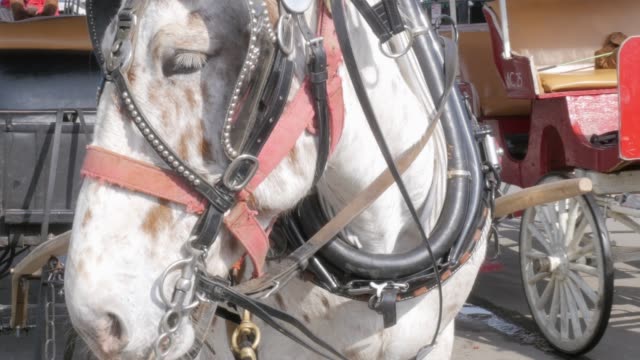Draft-Horse-Hitched-to-a-Wagon-for-Horse-Drawn-Carriage-Tours-in-4k