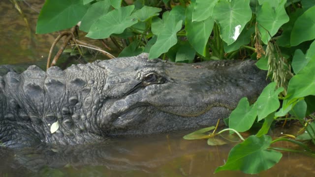 Alligator-close-up-portrait