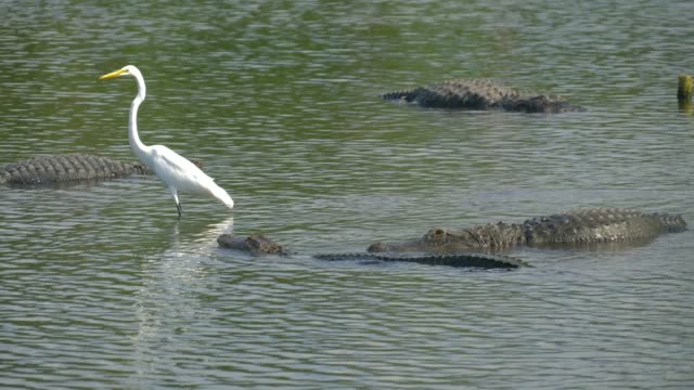 Alligator-schwebt-direkt-über-dem-Wasser