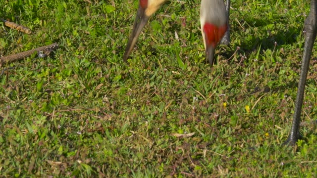 Sandhill-Crane-(Grus-canadensis)-close-up,-Florida