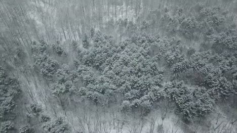 Wald-in-Südkorea-schneit.-gangdo