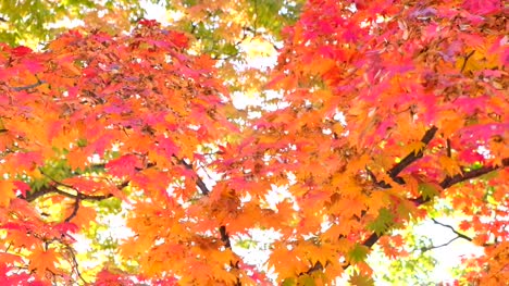 Hermoso-fondo-de-otoño