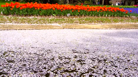Cherry-Blossom-aka-Sakura-Leaf-Falling-on-the-Ground-in--the-water