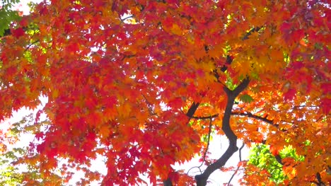 Hermoso-fondo-de-otoño