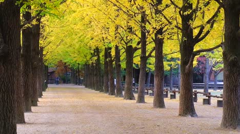 The-tree-tunnel-in-autumn-where-is-the-romantic-walkway-for-a-couple-to-walk-through-the-tunnel,-South-Korea-or-Republic-of-Korea