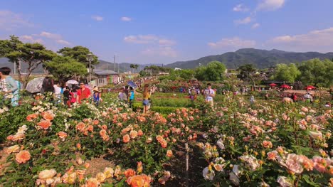Rosa-und-gelbe-rose-Festival-Menschen-Zeitraffer-in-Korea