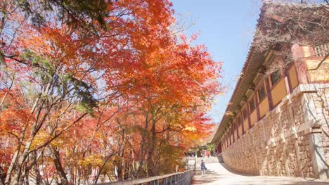 Color-otoño-hojas-lapso-paisaje-de-Bulguksa-templo-en-Corea