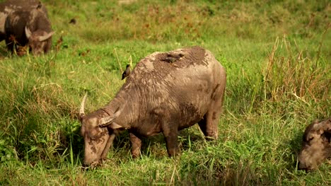 búfalo-de-Asia-come-hierba-en-campo-verde