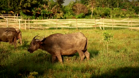 asia-buffalo-eat-grass-in-green-field