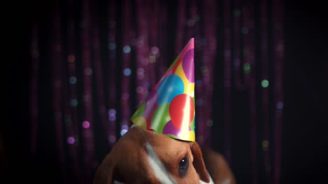 4-k-perro-Beagle-de-cumpleaños-con-soplar-el-silbato