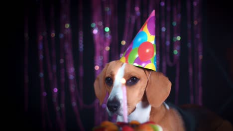 4-k-perro-Beagle-de-cumpleaños-con-torta-y-sombrero