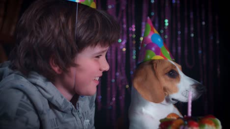 4-k-cumpleaños-Beagle-perro-y-el-muchacho-que-sopla-la-vela