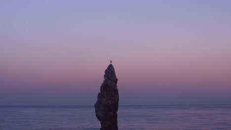 Seagull-stand-on-one-leg-in-Chooam-candlestick-rock-in-evening