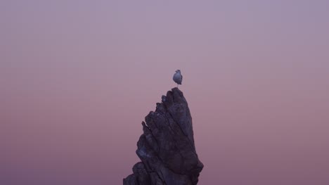 Seagull-stand-on-one-leg-in-Chooam-candlestick-rock-in-evening