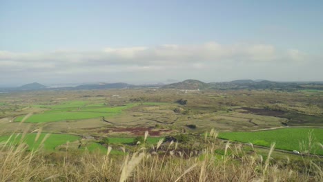 Schilf-im-Wind-auf-einem-Hügel-in-Jeju-Insel-schütteln