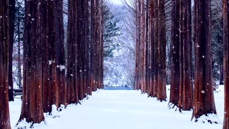 Row-tree-and-snow-falling-in-Nami-island,-South-Korea.