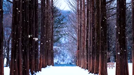 Row-tree-and-snow-falling-in-Nami-island,-South-Korea.