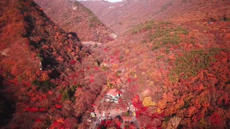 Luftbild-herbstlichen-Wald-der-Naejangsan-National-Park,-Südkorea.