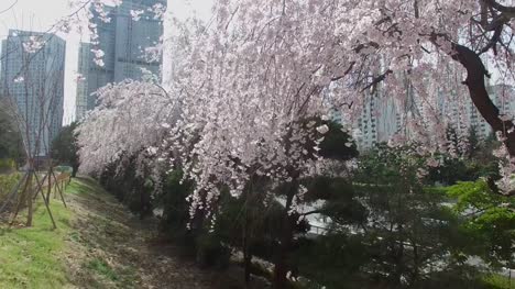Cherry-Brossom-Spring-Road-of-Haeundae,-Busan,-South-Korea,-Asia