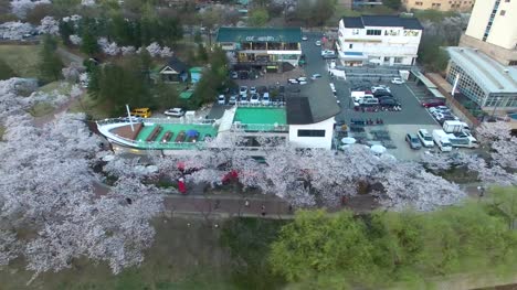 Cherry-Blossom-Spring-of-Bomun-Park,-Gyeongju,-South-Korea,-Asia