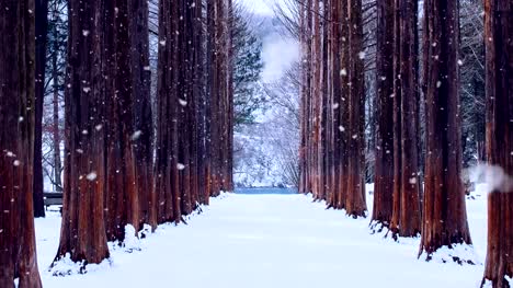 Row-tree-and-snow-falling-in-Nami-island,-South-Korea.-Nami-island-in-winter.