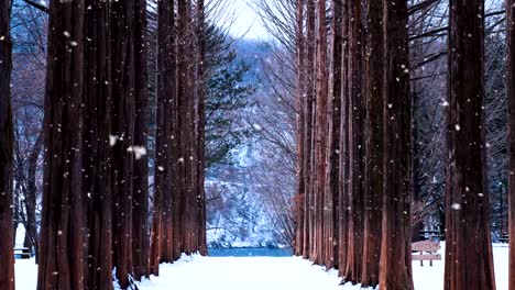 Zeile-Baum-und-Schnee-fällt-in-Nami-Insel,-Südkorea.-Nami-Insel-im-Winter.