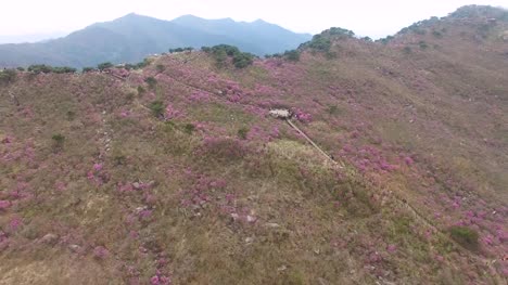 Jindallae-Azalea-Blossom-florece-en-Biseul-montaña,-Daegu,-Corea-del-sur,-Asia-cuando-Apr-26-2018Jindallae-Azalea-Blossom-florece-en-Biseul-montaña,-Daegu,-Corea-del-sur,-Asia