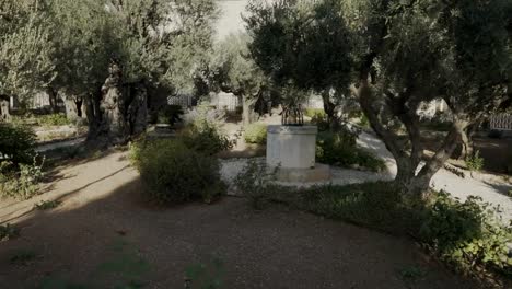 walking-past-olive-trees-in-the-garden-of-gethsemane-in-jerusalem