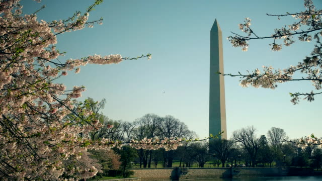 Schuss-des-Washington-Monument-und-Kirsche-Blüten-schwenken